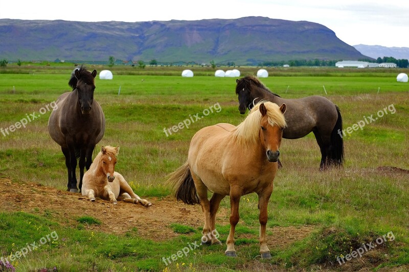 Iceland Iceland Pony Horse Animal Icelanders