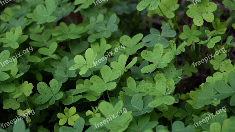 Shamrock Plant Leaf Clover Green