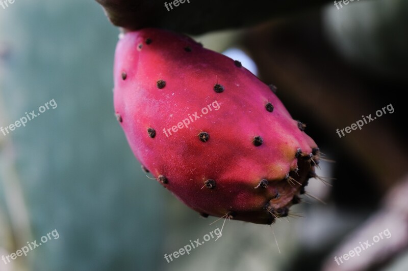 Prickly Pear Fruit Plant Cactus Nature