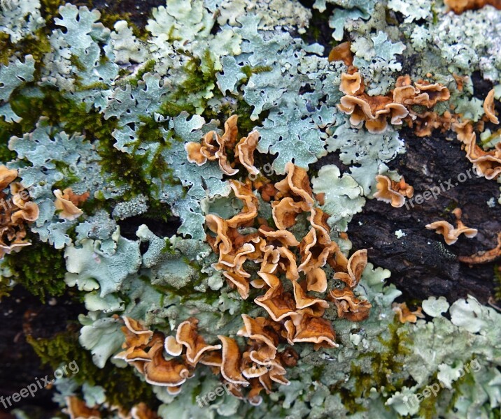 Lichens On Log Lichen Symbiotic Cyanobacteria Fungi