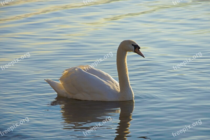 Swan Lake Waterfowl Water Animal World