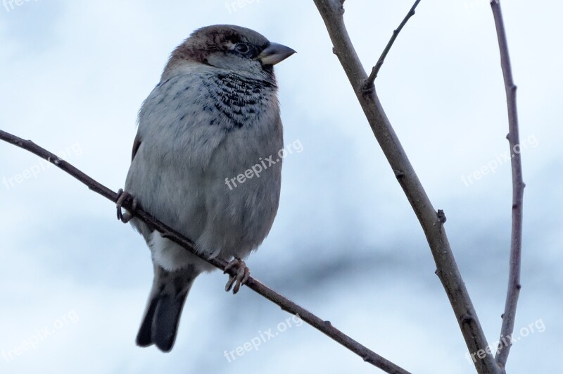 The Sparrow Bird Volatile Free Photos