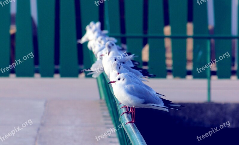 Seagulls Birds Animal Sea Spain