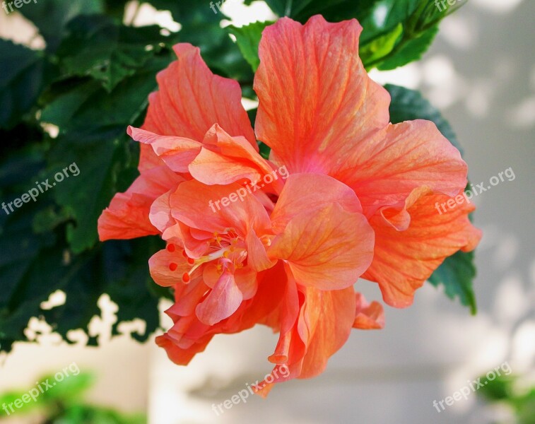 Flower Double Hibiscus Plants Orange Petals