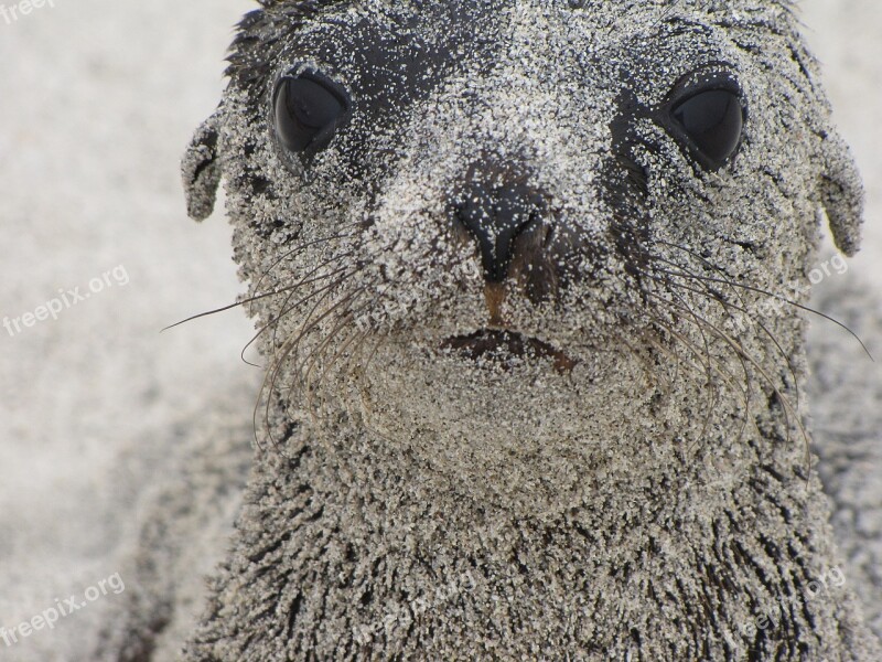 Sea ​​lion Pup Portrait Mammal Animal