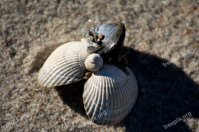 Mussels Beach Sand Sea Mussel Shells