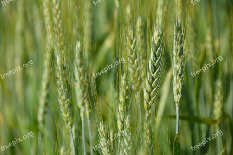 Wheat Grain Agriculture Corn Farming