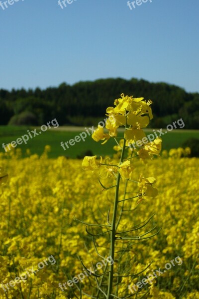 Oilseed Rape Field Of Rapeseeds Plant Blossom Bloom