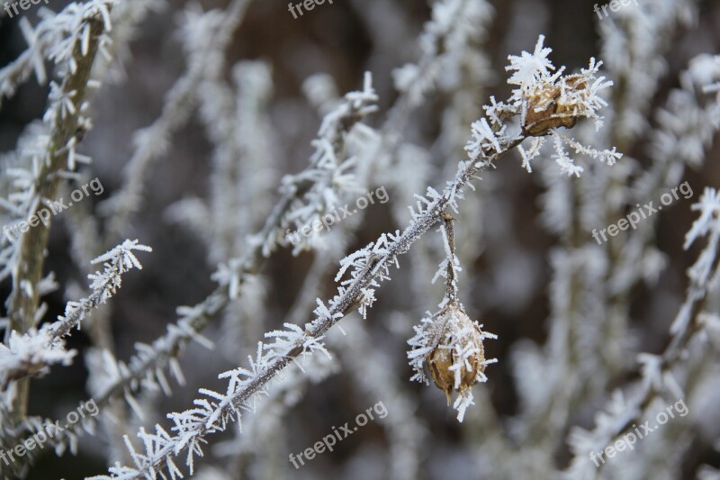 Frost Christmas Winter Cold Background