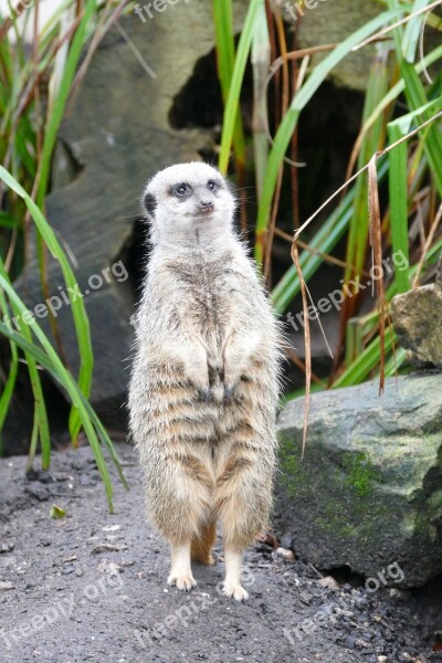 Animals Meerkats Meerkat Mammal Cute