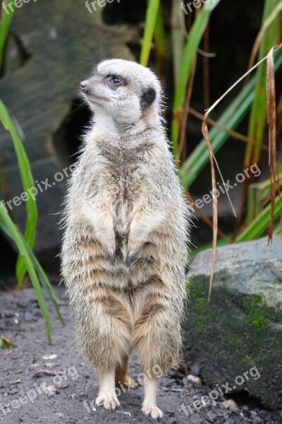 Animals Meerkats Meerkat Mammal Cute