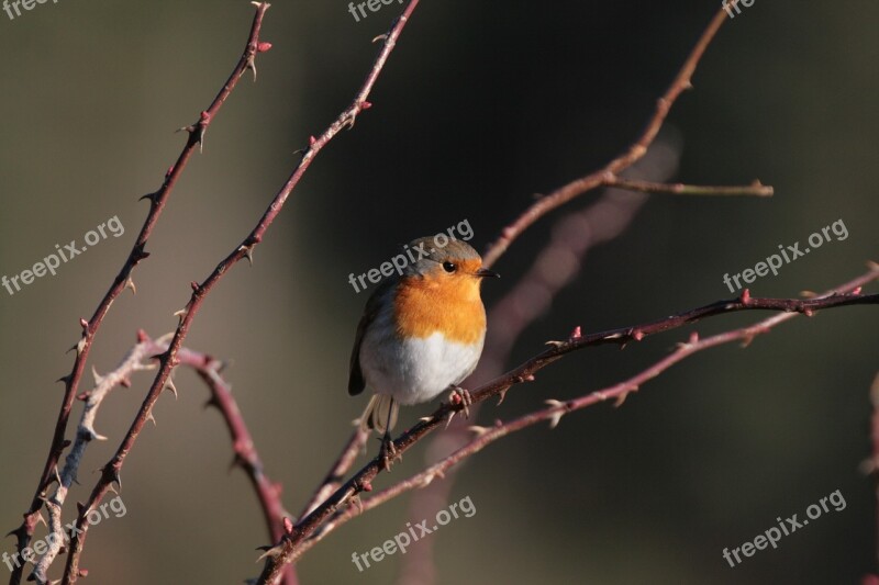 Robin Erithacus Rubecula Birds Free Photos