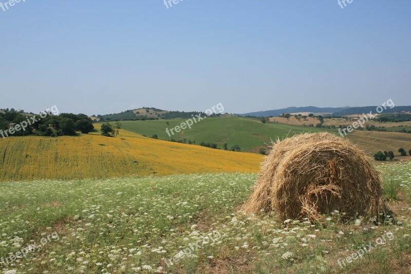 Sun Maremma Yellow Green Summer