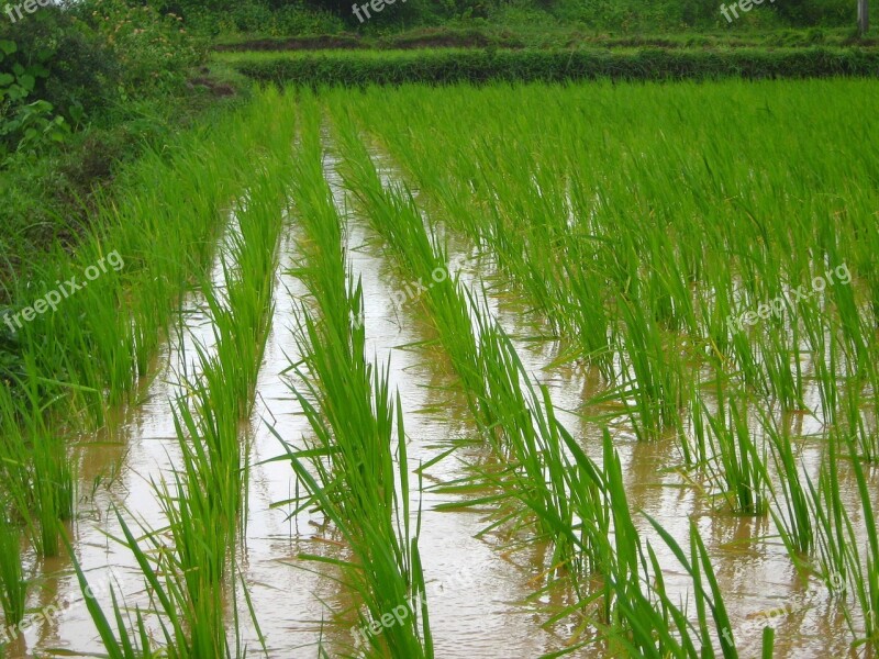 Rice Farm Farming Agriculture Farm Rice