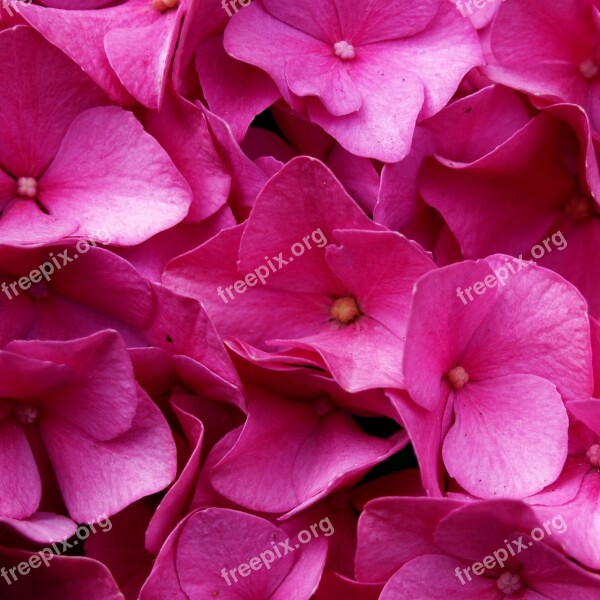 Hydrangea Flower Blossom Bloom Pink