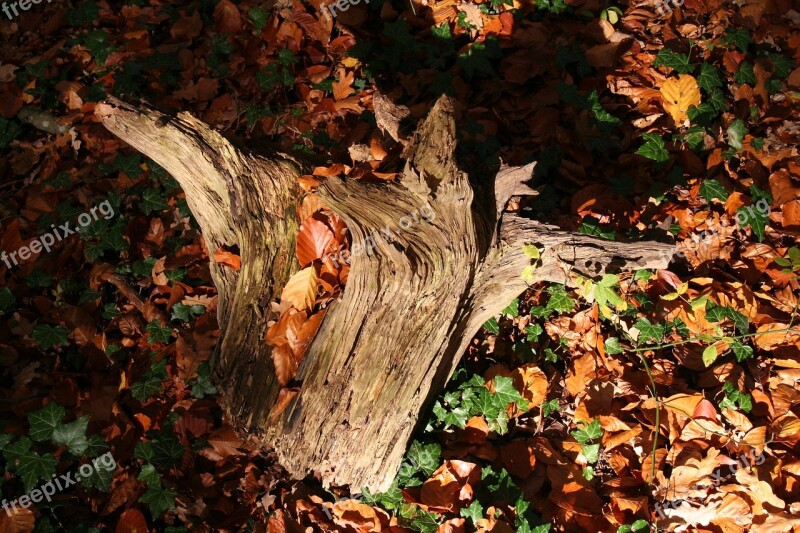 Root Autumn Fall Foliage Mood Tree Stump