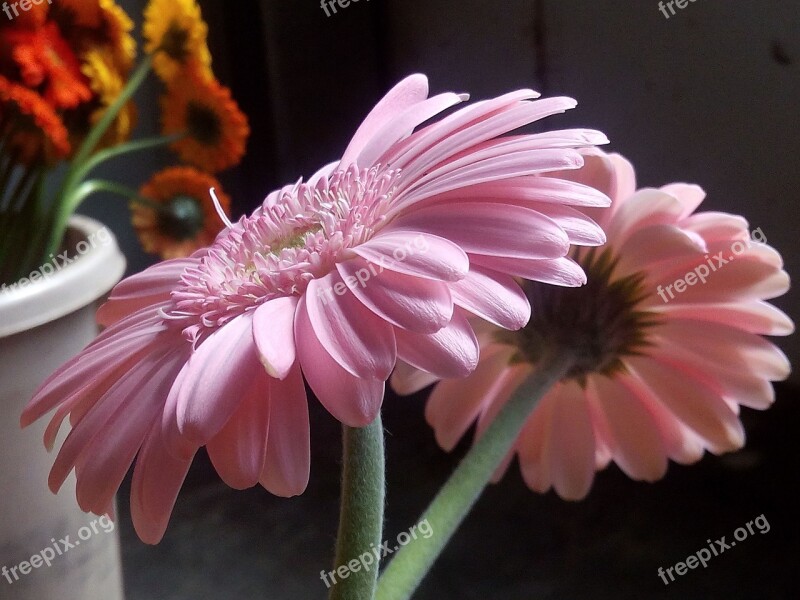 Flowers Gerbera Pink Free Photos