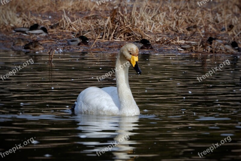 Animal Swan Waterfowl Wild Animal Natural