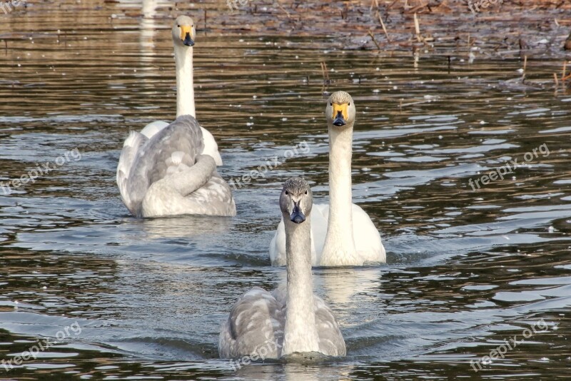 Animal Swan Waterfowl Wild Animal Natural