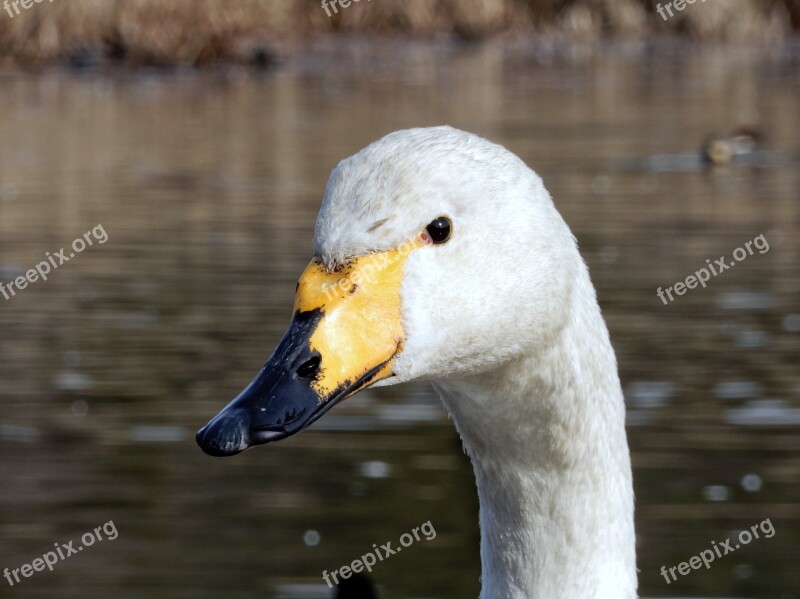 Animal Swan Waterfowl Wild Animal Natural