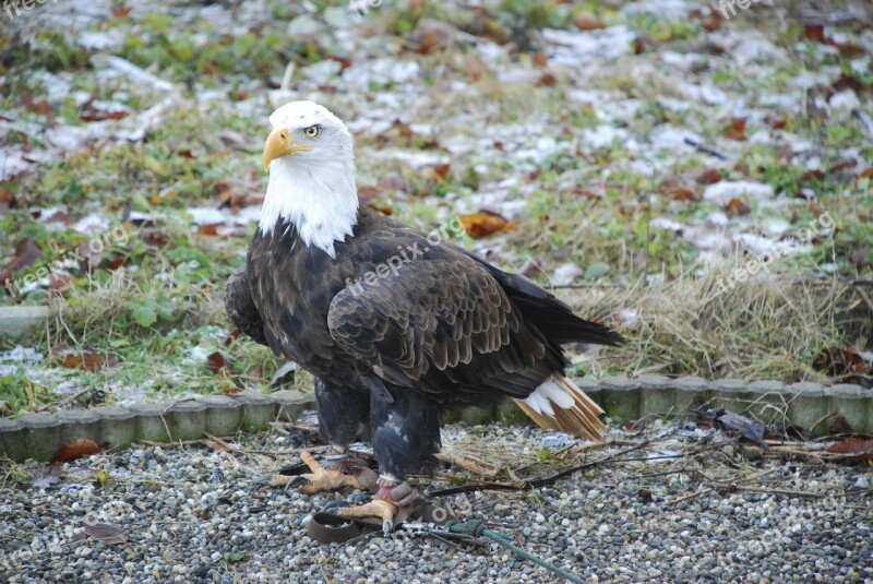 Bald Eagles Raptor Bird Of Prey Bald Eagle Flying