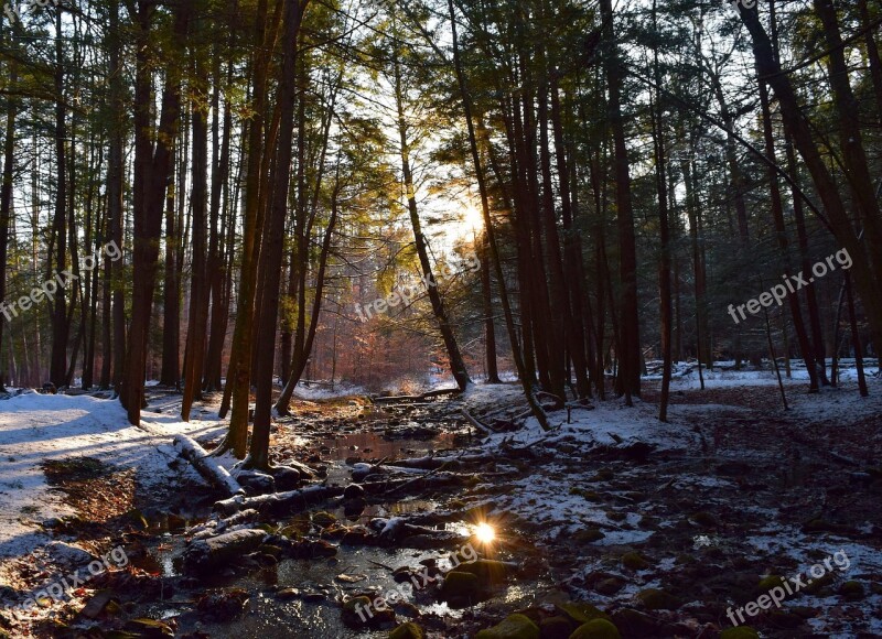 Winter Snow Forest Sunlight Cold