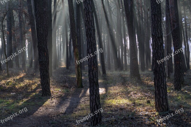 Rays Of The Sun Forest The Rays Tree The Sun