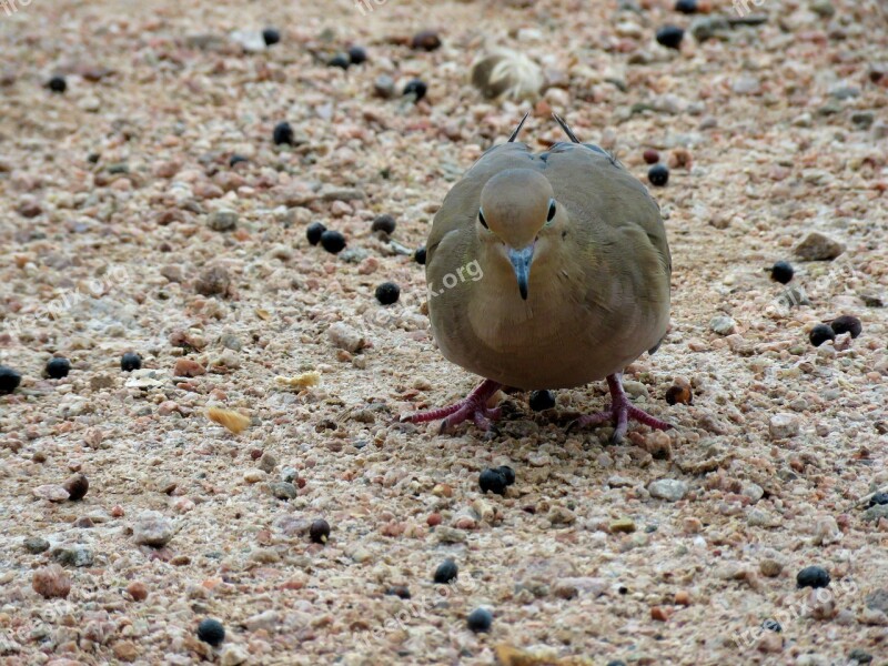 Mourning Dove Bird Dove Feathers Pebbles