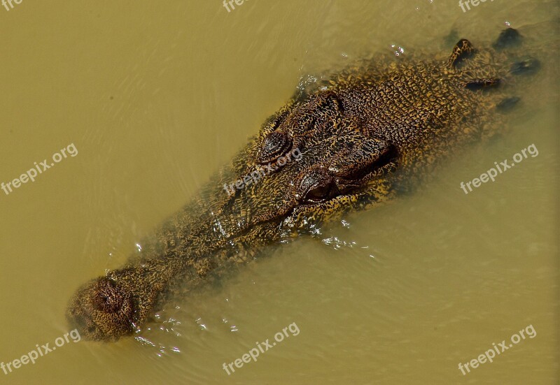 Crocodile Freshwater Reptile Predator Australia