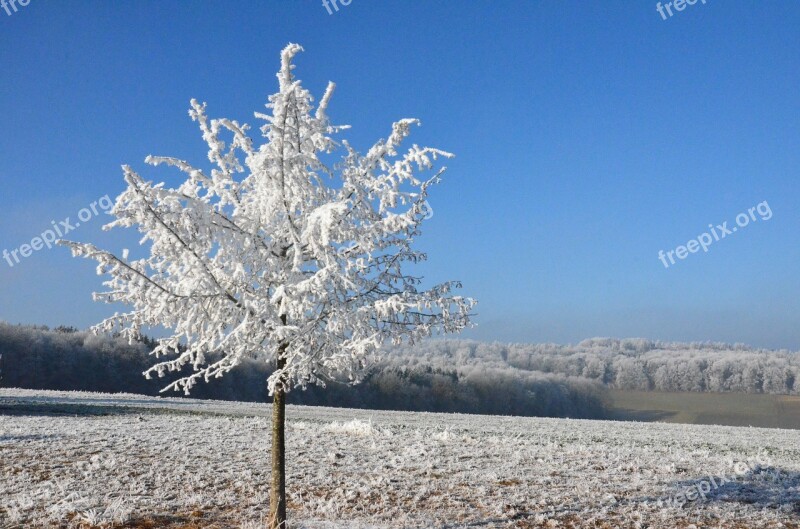 Snow Sun Winter Nature Frost