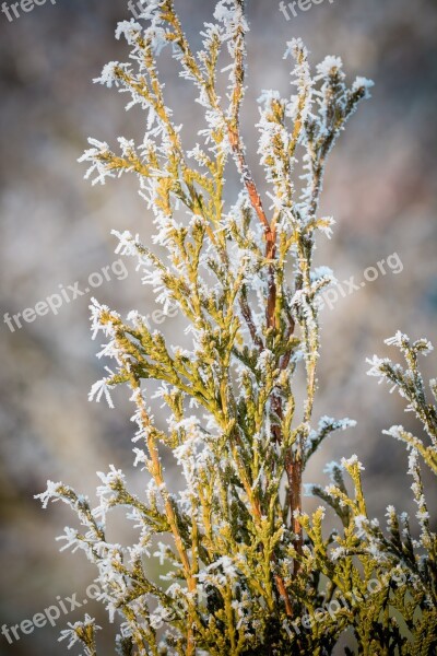 Conifers Frost Ice Ripe Frozen