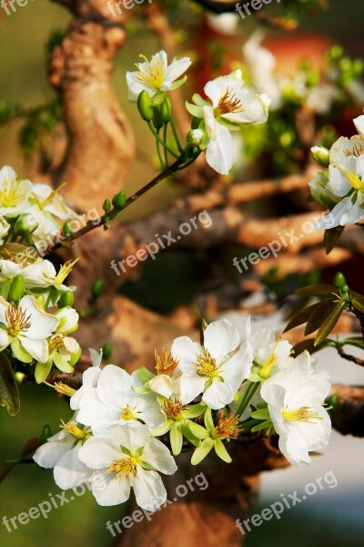 The Lunar New Year Vietnamese Tet Vietnam Spring The Garden