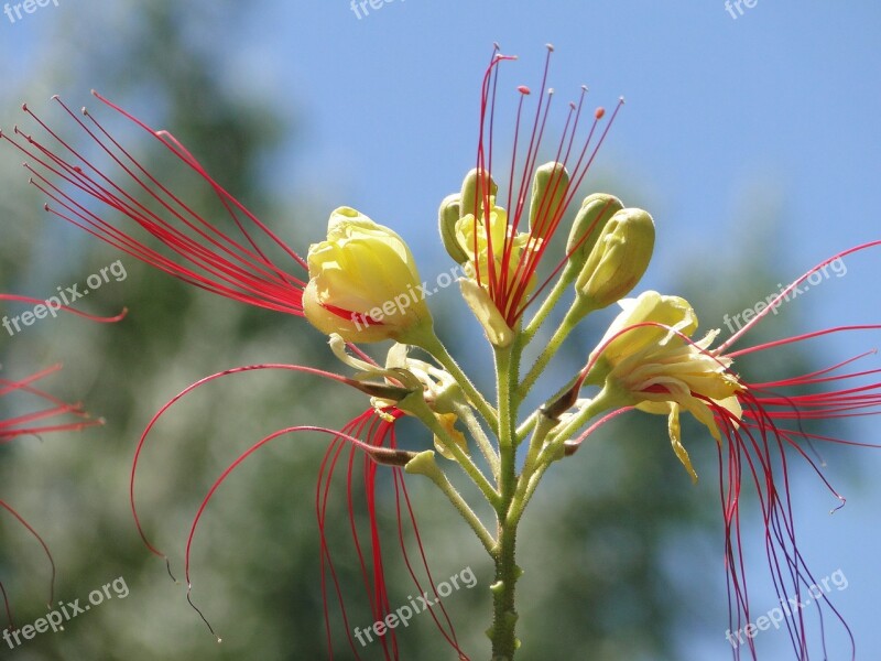 Flora Yellow Red Feather Duster Flower