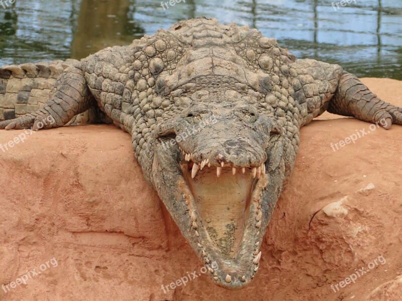 Caiman Crocodile Predator Fauna Hangover