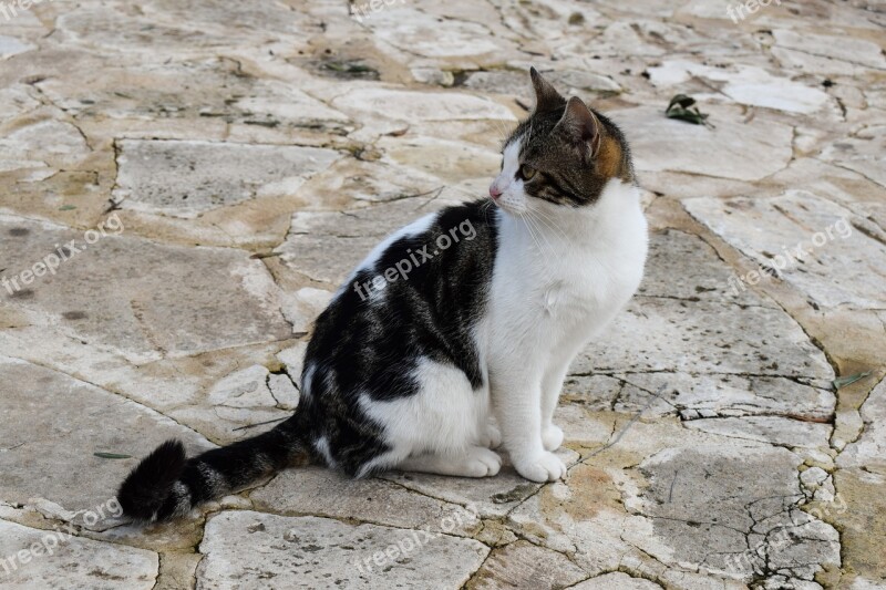 Cat Stray Animal Cute Kitten