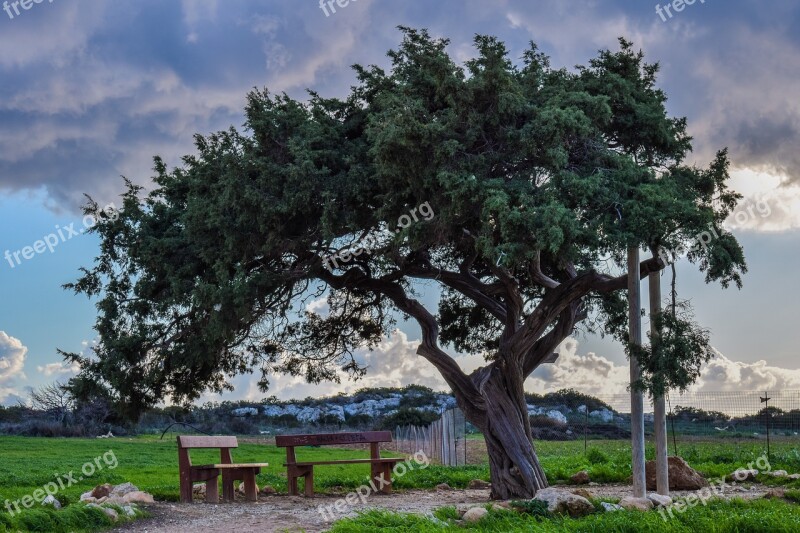 Cyprus Cavo Greko Tree Lonely Landscape