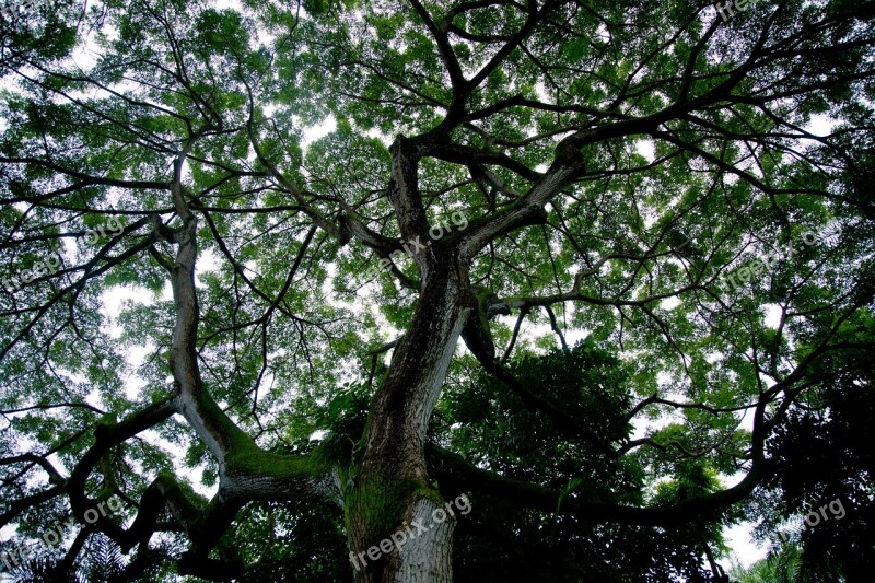 Tree Silhouette Tree Sky Silhouette Canopy