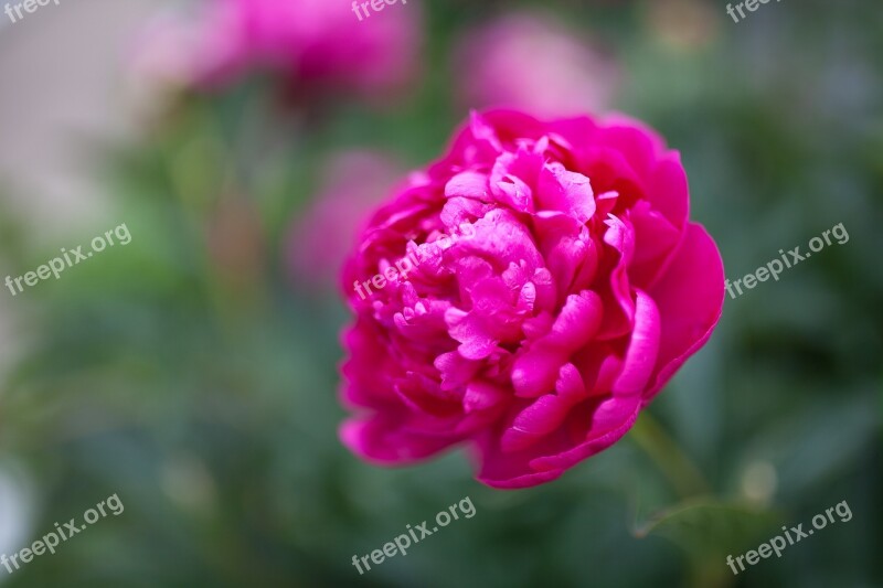 Peony Flower Pink Plant Free Photos