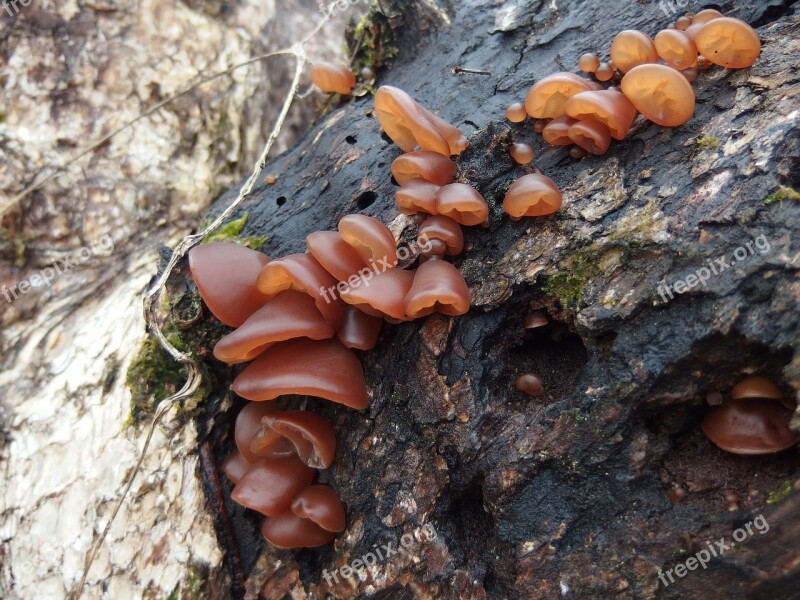 Mushroom Bacteria Auricularia Fungus Persimmon Trees