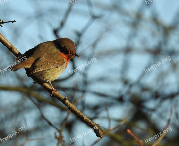 Bird Robin Nature Wildlife Cute