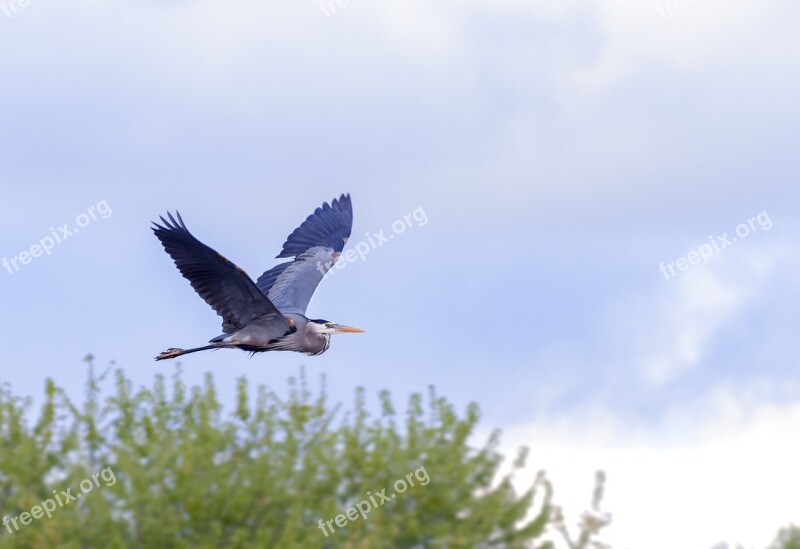 Egret Bird Wildlife Nature Wild