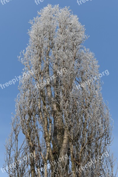 Poplar Tree Winter Frost Icing