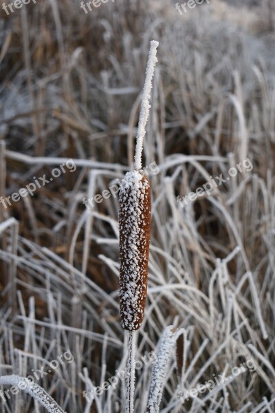 The Reeds Winter Frost Icing Rime