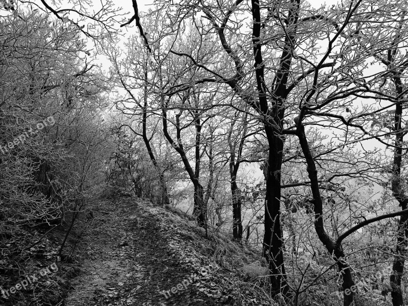 Brno Czech Republic Winter Frost Black And White Snow