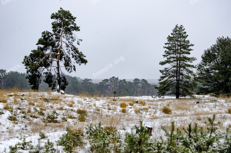 Snow Heide Trees Landscape Nature