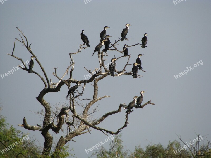 Bird Africa Nature Animals Great Cormorant