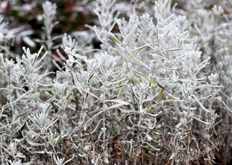 Winter Frost Snow Macro Frostbite