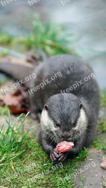 Clawed Otter Zoo Feeding Mammal Carnivores