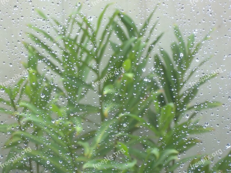 Rain Drops Vase Nature Plant