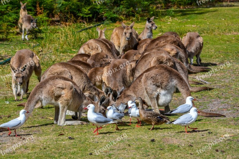 Kangaroo Australian Animal Nature Aussie